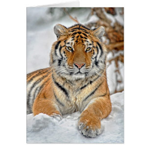 Tiger-Schnee-Porträt