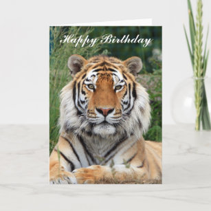 Tiger schönes Portrait Geburtstagskarte Karte
