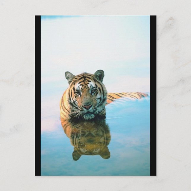 Tiger Schwimmen Postkarte (Vorderseite)
