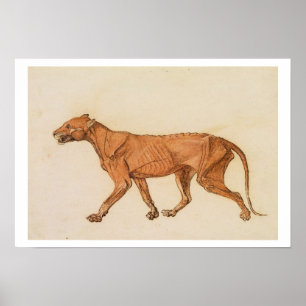 Tiger, seitliche Ansicht, Haut entfernt, von Poster