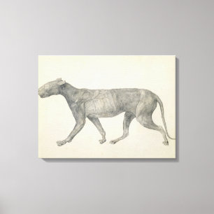 Tiger: Seitliche Ansicht, wenn der Haut und Gewebe Leinwanddruck