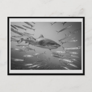 Tiger Shark1 Karton01 タ ガシ20ク Postkarte