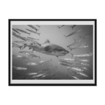 Tiger Shark1 Karton01 タ ガシ20ク