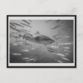 Tiger Shark1 Karton01 タ ガシ20ク Postkarte