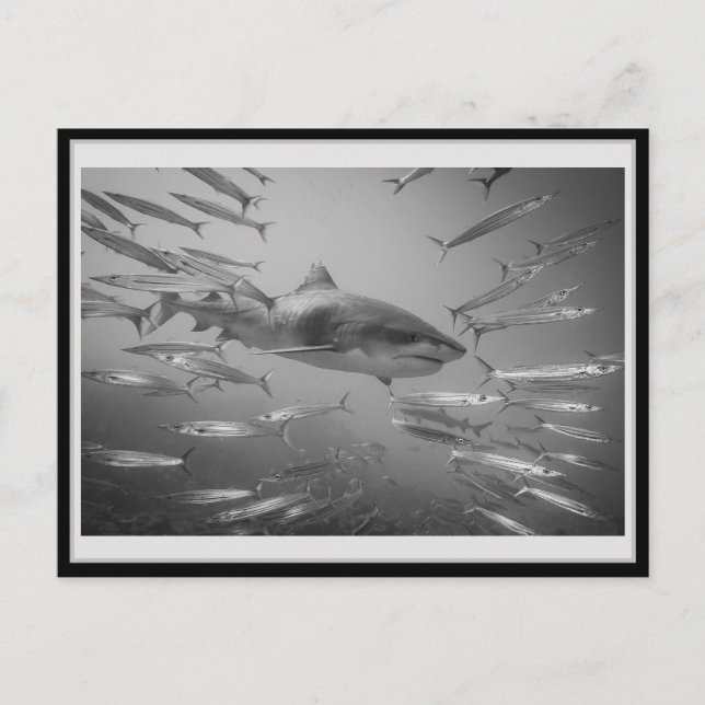 Tiger Shark1 Karton01 タ ガシ20ク Postkarte (Vorderseite)
