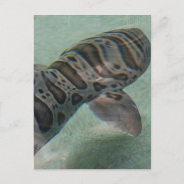 Tiger Shark Postcard Postkarte (Vorderseite)