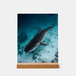 Tiger Shark Underwater Fotografy Ocean Scene Acrylschild
