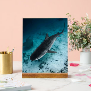 Tiger Shark Underwater Fotografy Ocean Scene Acrylschild