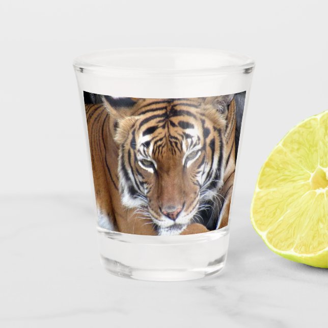 Tiger Shot Glass Schnapsglas (Vorderseite)
