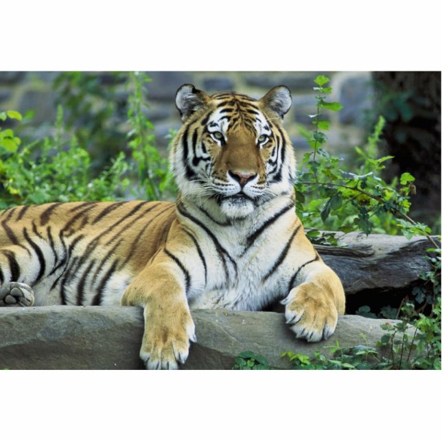 Tiger, sibirisch freistehende fotoskulptur  (Vorne)