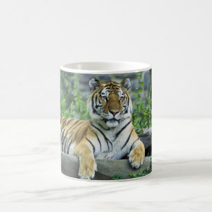 Tiger, sibirisch tasse