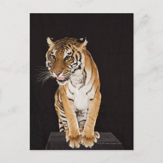 Tiger sitzend auf Plattform 2 Postkarte (Vorderseite)