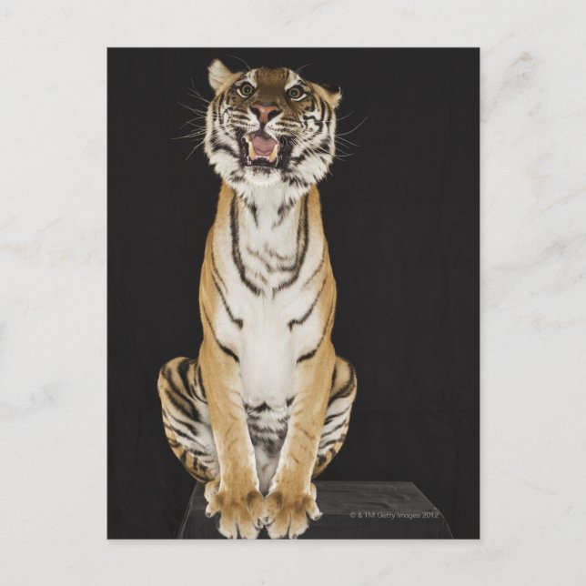Tiger sitzt auf Plattform Postkarte (Vorderseite)