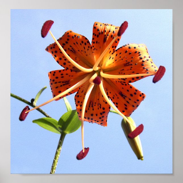 Tiger Sky Poster (Vorne)