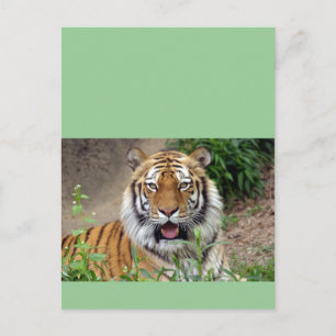 Tiger Smile Postkarte