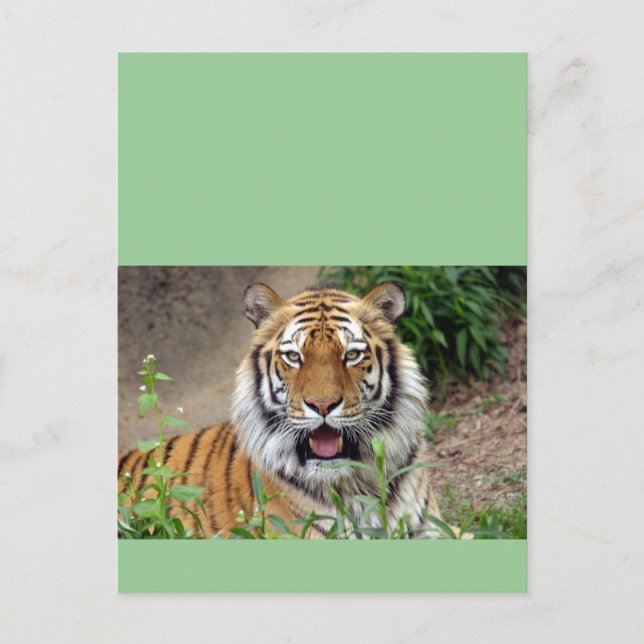 Tiger Smile Postkarte (Vorderseite)