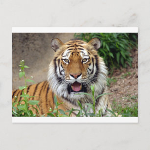 Tiger Smile Postkarte
