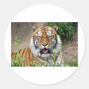 Tiger Smile Runder Aufkleber