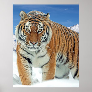 Tiger Snow Mountains Natur Winter Foto Poster