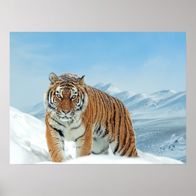 Tiger Snow Mountains Winterlandschaft Foto drucken Poster (Vorne)