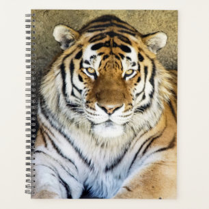 Tiger Spiral Wöchentlich/Monatsplaner Planer