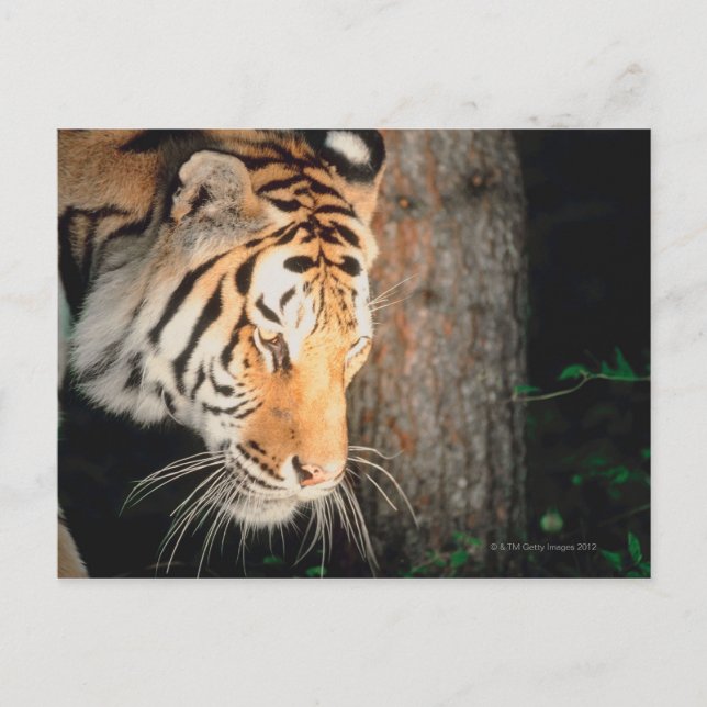 Tiger-Stalking Postkarte (Vorderseite)