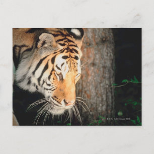 Tiger-Stalking Postkarte