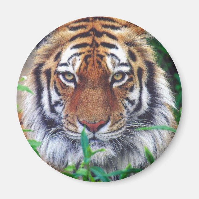 Tiger Stare Magnet (Vorne)