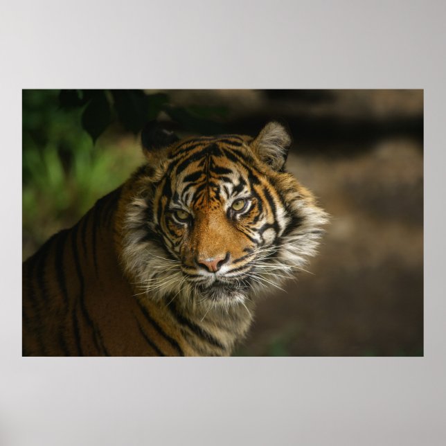 Tiger Stare Poster (Vorne)