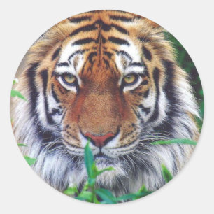 Tiger Stare Runder Aufkleber