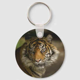 Tiger Stare Schlüsselanhänger