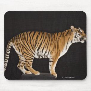 Tiger stehend auf Plattform Mousepad