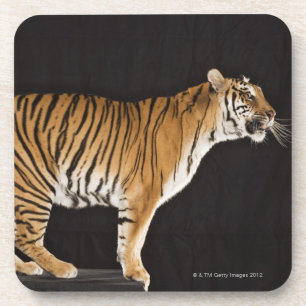 Tiger stehend auf Plattform Untersetzer