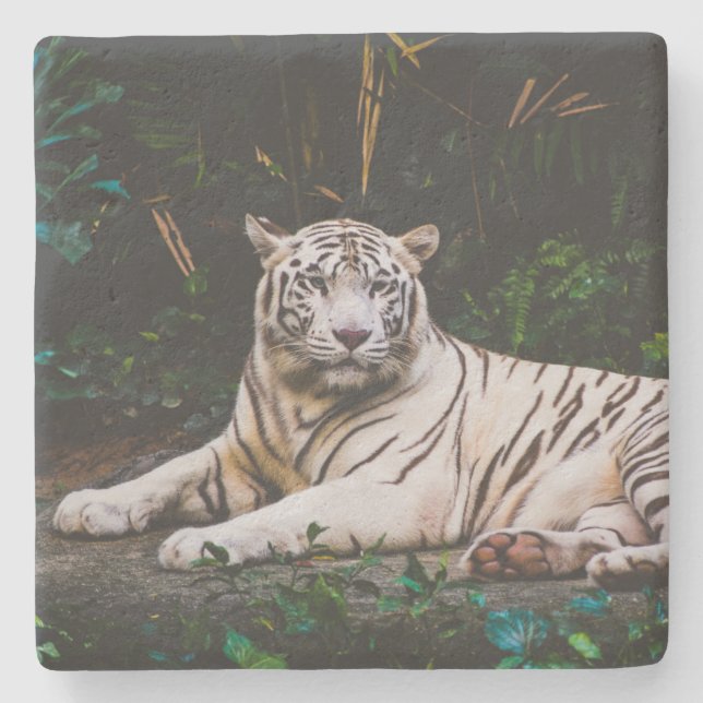 Tiger Steinuntersetzer (Vorderseite)