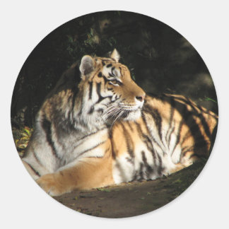 Tiger Sticker