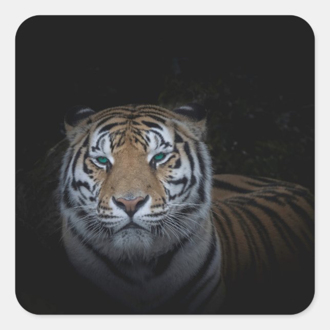 Tiger Sticker (Vorderseite)