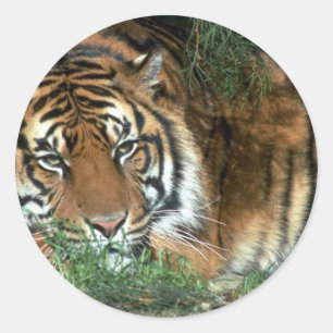 Tiger-stillstehender Kopf auf Vorderbein Runder Aufkleber