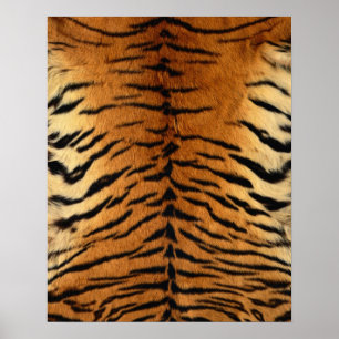 Tiger Strip Fur Print Poster
