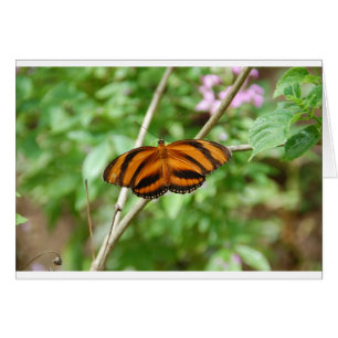 Tiger Stripe Butterfly