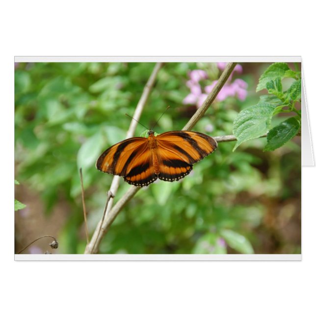 Tiger Stripe Butterfly (Vorderseite (Horizontal))