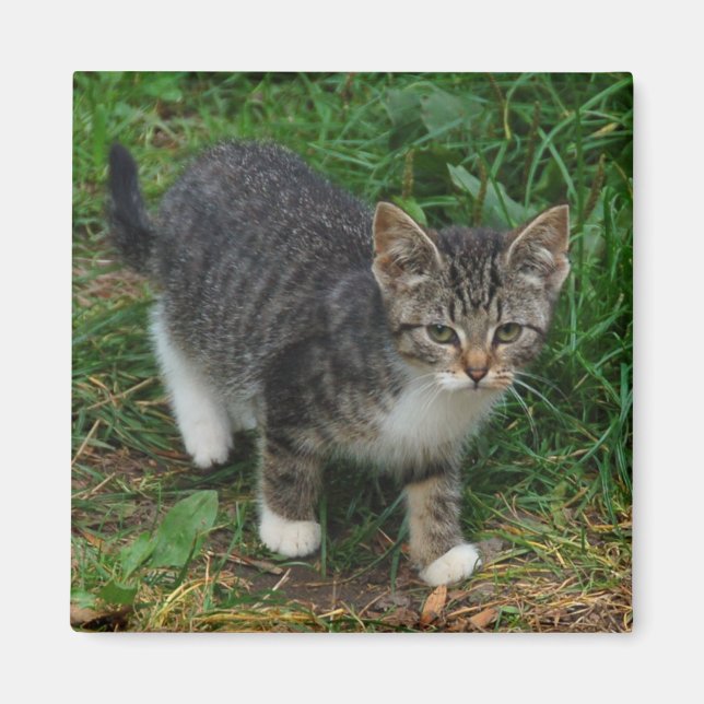 Tiger Striped Kitten Magnet (Vorne)