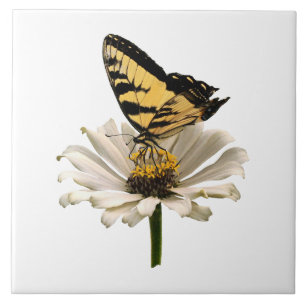 Tiger Swallowtail auf weißer Zinnia Fliese