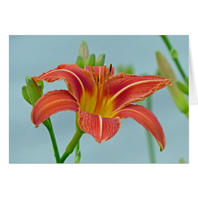 Tiger-Taglilie (Vorderseite (Horizontal))