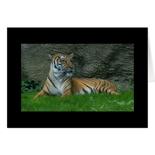 Tiger-Tatzen (Vorderseite (Horizontal))