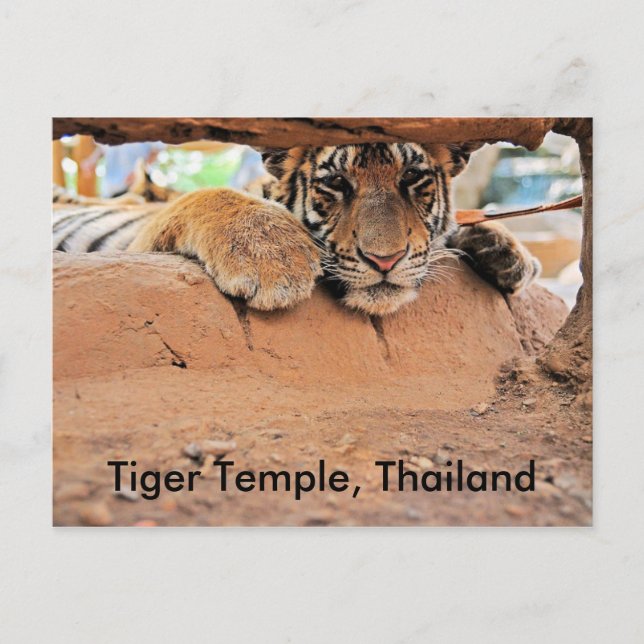 Tiger Temple Postkarte (Vorderseite)