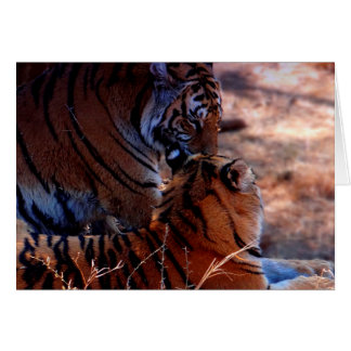Tiger Tenderness Geschenke