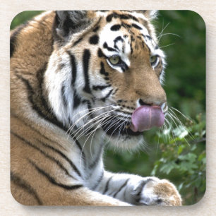 Tiger Tongue Untersetzer