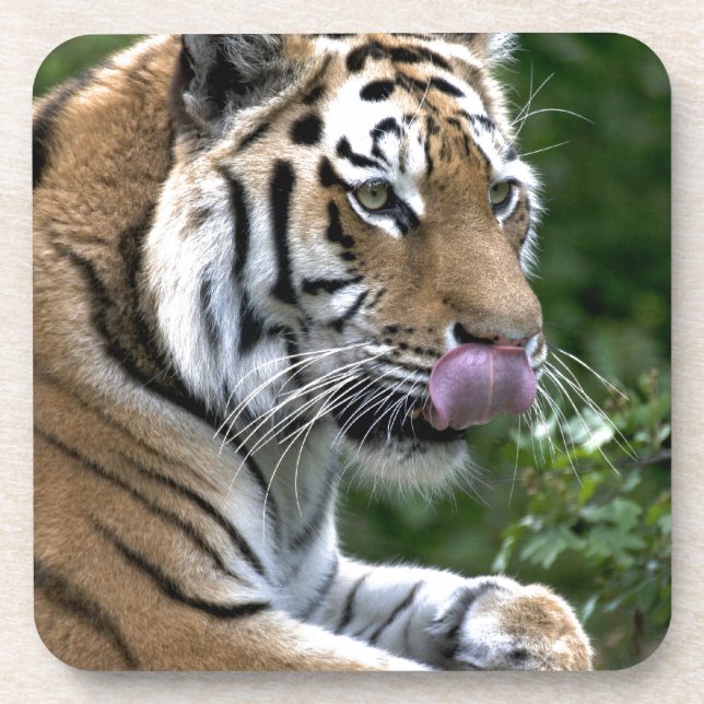 Tiger Tongue Untersetzer (Vorderseite)