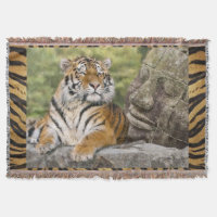 Tiger und Buddah