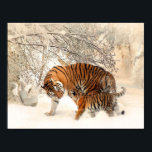 Tiger und cub in Schneeplakat Poster<br><div class="desc">Tiger und cub in Schneeplakat</div>